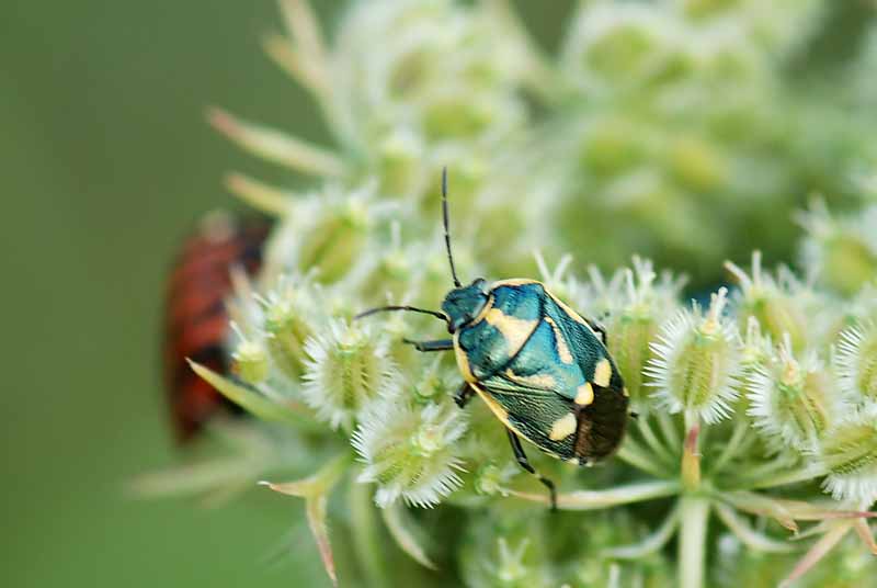 Eurydema oleracea